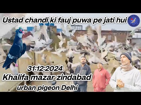 ustad chandi ki fauj puwa pe jati Khalifa mazar urban pigeon