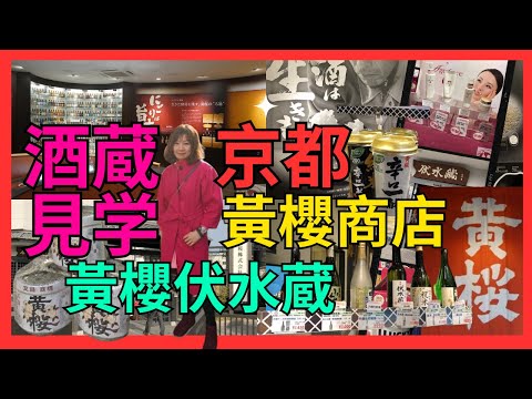 [京都 酒蔵見学 黃櫻伏水蔵 黃櫻酒場 ] 釀酒過程| 試清酒| 酒管飲純米酒| 黃櫻都有出啤酒| 啤酒酒瓶設計過百款式| 有趣味道 椰子 抹茶清酒|