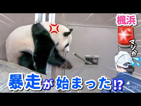 【パンダアイドル楓浜】お尻スリスリからの大暴れ🐼笑撃すぎるんだけど💧