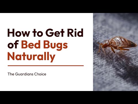 How to Get Rid of Bed Bugs Naturally | Pesticides Free Method | The Guardians Choice