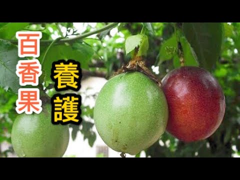 【天天小花農】百香果盆栽注重一個方面的養護，開花結果不是難事