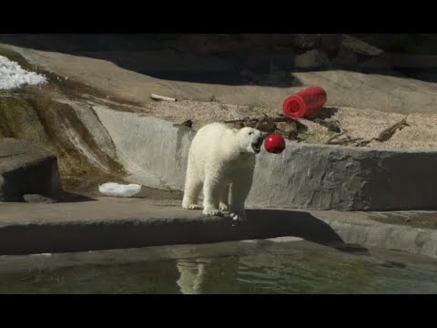 Московский зоопарк Белый медведь играет с мячом. Смешное видео. Приколы с животными. Медведь прикол