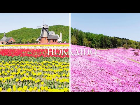 【北海道】日本最大級の芝ざくら滝上公園・かみゆうべつチューリップ公園巡り/Hokkaido day tour from sapporo