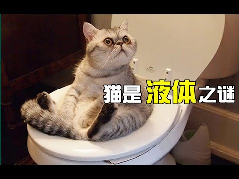 猫咪“面壁”之谜！找到了猫咪“液化”的铁证，数个古怪行为的科学解释