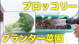 【秋冬野菜】ブロッコリーの初心者向けの簡単な育て方と植え付け方法【プランターで秋冬野菜栽培】