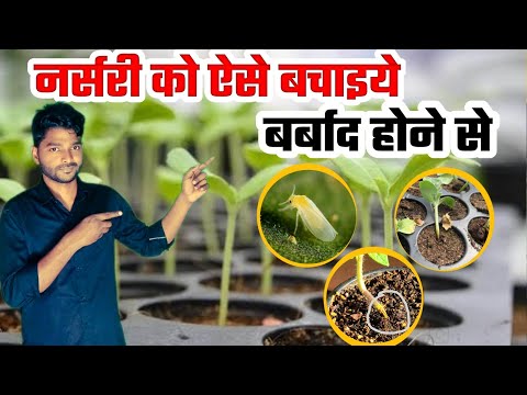 Aise Pro-tray Nursery Barbad Hone Se Bachaye | Management Of Diseases Amd Pest Of Pro-Tray Nursery