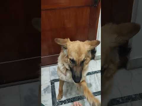 Lucy want treat #germanshepherd #cute #gsd #gsdpuppy #lucy #youtubeshorts #trending #viral #puppy