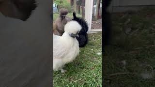 Dusk playtime #silkies #fluffychicks #chickens #petchicken #backyardflock #fluffychicken #spring