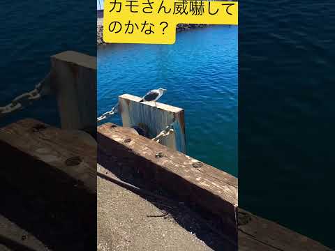 かもめ観察#鳥 #かもめ #鳴き声 #観察 #アメリカ #海 #海外 #2023