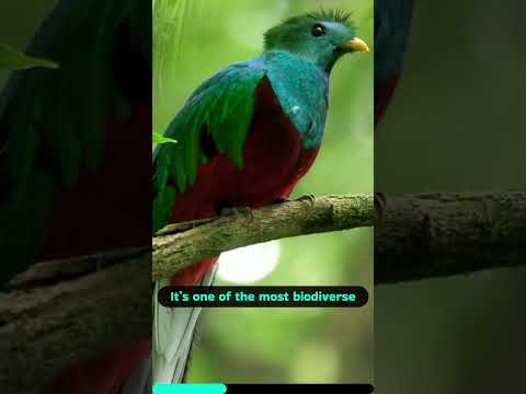 Discover the Monteverde Cloud Forest, Costa Rica | Stunning Aerial Views & Wildlife #shorts #travel