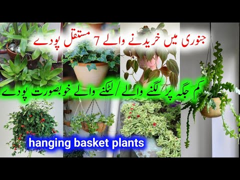 Best Hanging , Trailing Basket Plants For Terrace/Permanent hanging basket plants from cuttings