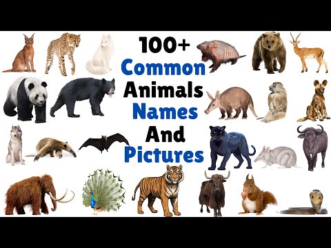 100 Plus Animals Name |  Wild Animals Names and Pictures | Learn Animal Vocabulary For Kids | Animal