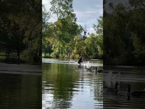 Geese 🪿 at For Mar Nature Preserve in Flint, Michigan #michigan #nature #geese #flint #loyalanimal