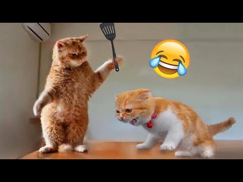 Funniest Cats And Dogs 😂 Animales Graciosos Gatos  y Perros Graciosos Videos De Risa de Animales