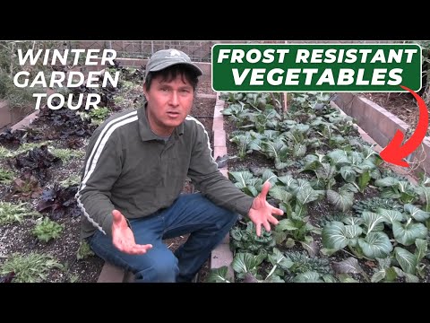 Frost Resistant Winter Vegetables You Can Grow Zone 9 Garden Tour