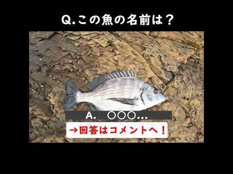 #8【ヒットから釣れるまで🎣】難度１【★☆☆☆☆】