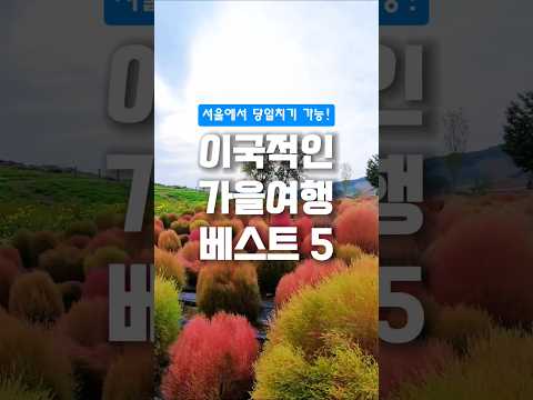 서울에서 당일치기 가능한 서울근교 가을 여행지 베스트5  #가을여행  #임진강댑싸리공원 #미리내성지 #양주나리공원  #여행스타그램 #국내여행 #고석정꽃밭 #아산곡교천은행나무길