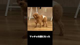 羊カットだと思ったら... #トイプードル #ティーカッププードル #犬 #らなちゃんねる #羊カット