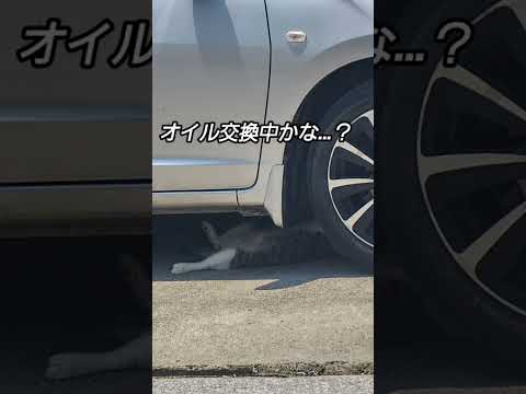 ねこ様整備士のオイル交換