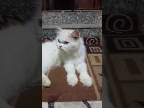 Cat 😺Asanam#cat#catlover#catshorts#fu nny#pets#new#subscribe