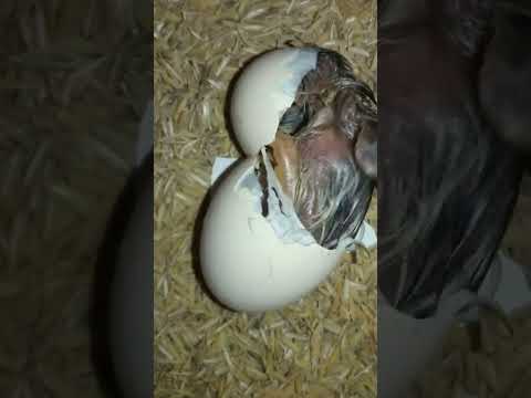 Chicks Hatching in Incubator #Viral #Shorts