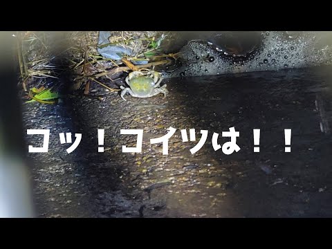 たかがサワガニされどサワガニ