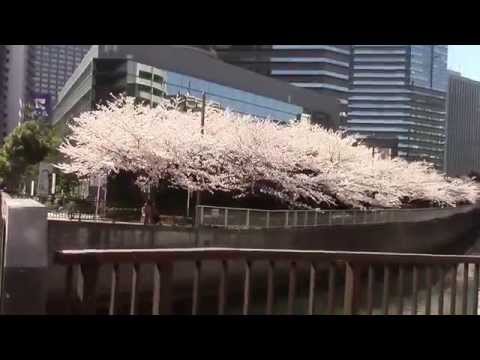 満開の桜　東京都内有数の花見の名所　大崎、目黒川、居木橋～森永橋