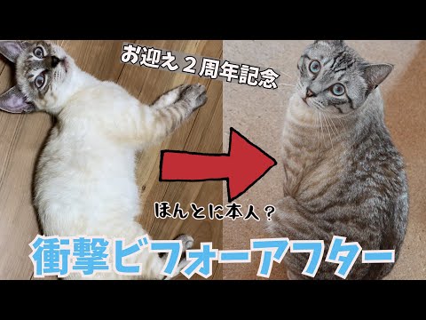 白猫だと思った野良猫を保護して２年！見た目かわりすぎてもはや別猫？！