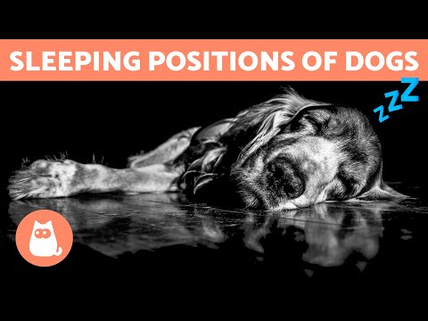 7 DOG SLEEPING POSITIONS and Their MEANINGS 🐶💤 What Does How They Sleep Tell Us?