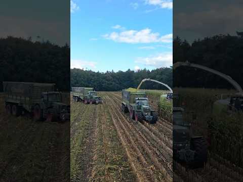 Maisernte mit 2x Fendt 924 Vario und Krone TX 😮‍💨🌽 #fendt #farming #landwirtschaft #maisernte