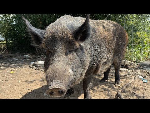 FEEDING My 400 POUND Wild Hog RICKY BOBBY