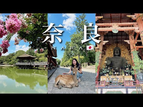 Nara Vlog 🇯🇵 A day of praying to the Great Buddha and playing with deer 🦌🌿