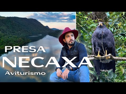 Birdwatching at the Necaxa Dam in Puebla - The Magical Town of Huauchinango 4