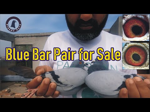 Blue Bar Racer | Homer Pigeon Pair for Sale | Male Gunther Prange vs Female Janson Blood Line