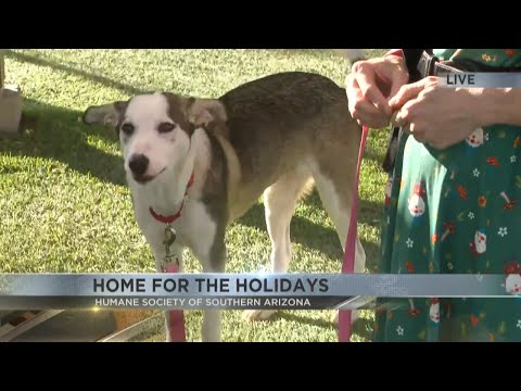 Find a new pet at the Home for the Holidays event