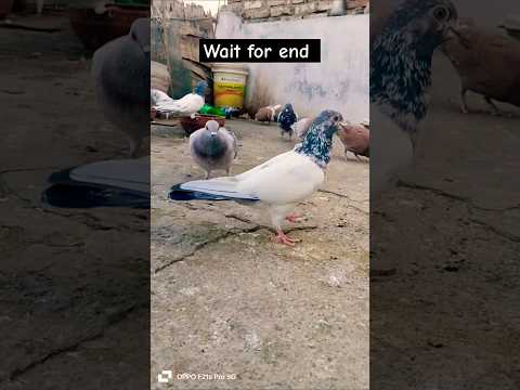 Top Quality teddy kabutar #pigeon #shortvideo #short #viralvideo