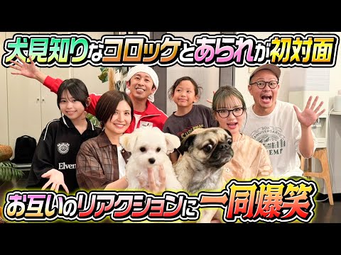 【衝撃の初対面】犬見知りのコロッケとあられが初対面！お互いのリアクションが…