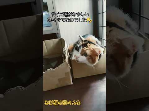 サイズ感が…猫　#funny #三毛猫#猫のいる暮らし #cutecat