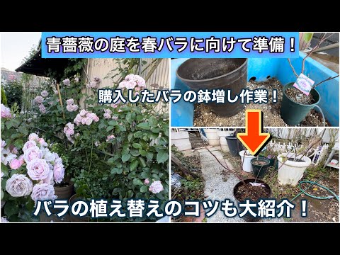 青薔薇の庭を春バラに向けて準備！植え替え（鉢増し）のコツも紹介します！【バラ庭】【バラの育て方】