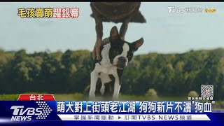 狗奴貓奴必看的電影！ 「復仇狗聯盟」超鬧 「我和喵喵」療癒之旅｜TVBS新聞 @TVBSNEWS01