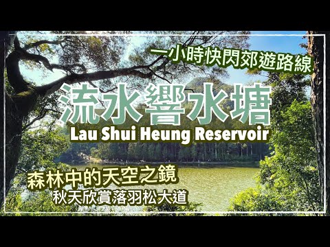 【香港好去處】流水響郊遊徑｜附詳細行山路線&假日回程Tips｜森林中的天空之鏡｜賞紅葉、野餐郊遊｜輕鬆行山路線｜ Lau Shui Heung Trail｜Hong Kong Hiking Route