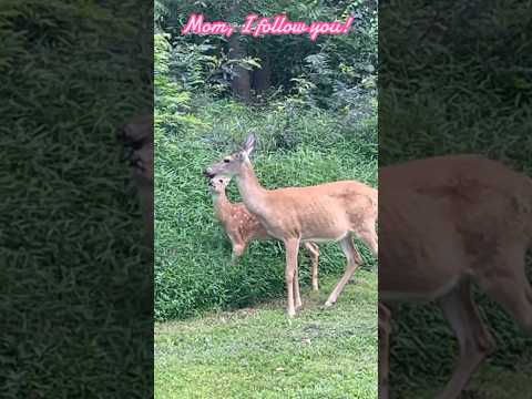 Mom, I follow you! | A fawn follows its mom closely | Horizons_視野 | white-tailed deer | doe | fawn