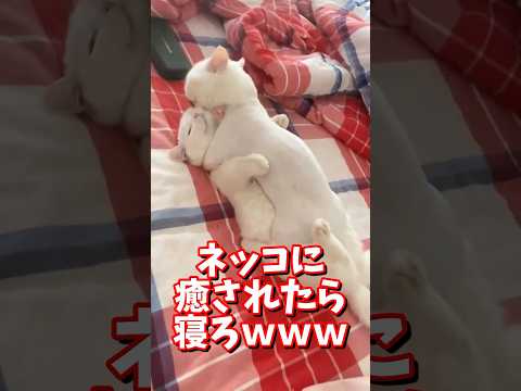 ネッコの動画で癒されたら寝ろｗｗｗ　#2ch #2chまとめ 動物スレ #2ch面白いスレ #動物 #犬 #猫 #癒やし #ねこ動画