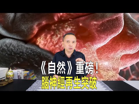 《自然》重磅！腦神經再生突破，或更好恢復中風腦損傷