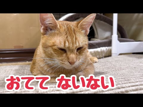 猫もそろそろ冬支度 冬毛でフワフワになってきた子猫と暖かいベッド