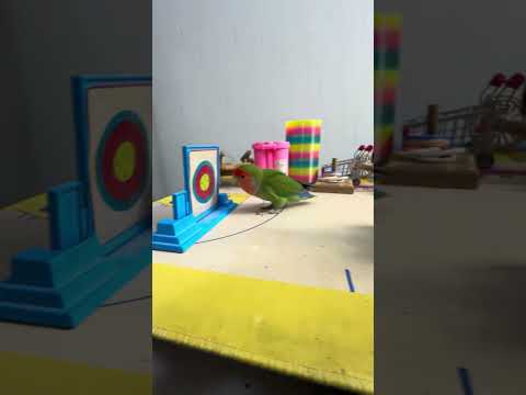 Bird Training : Smart lovebird Parrot | Smart Little Cute Parrot #training #smartparrot #cute