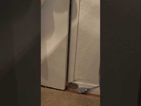 What is privacy? #paperplatesss777 #kittens #funnycats #cute