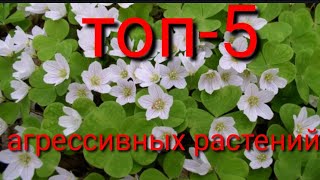 Топ-5 красивых растений, но очень агрессивных!