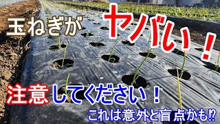 これはマズい！【玉ねぎ】過去にこれで失敗してます！みなさんも注意してください！