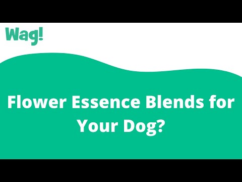 Flower Essence Blends for Your Dog? | Wag!